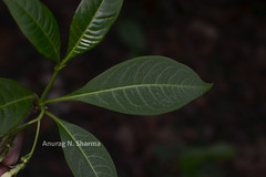 Rauvolfia densiflora